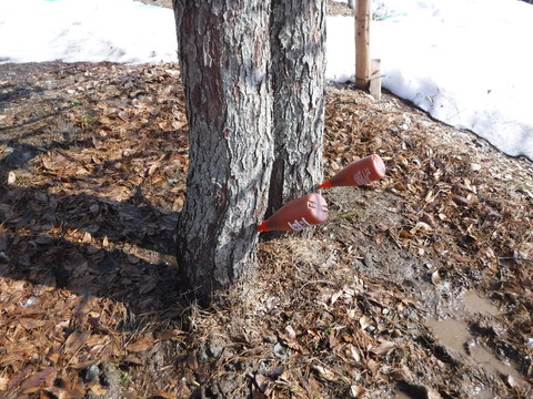 DSCF0479.JPG