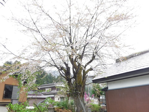 DSCF4711.JPG