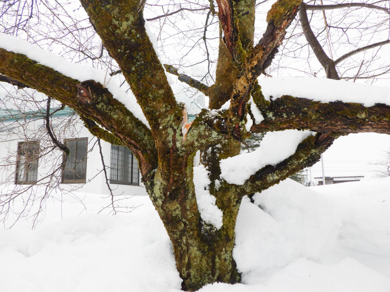 桜の雪折れ: 庭や日記「春夏秋そして雪」