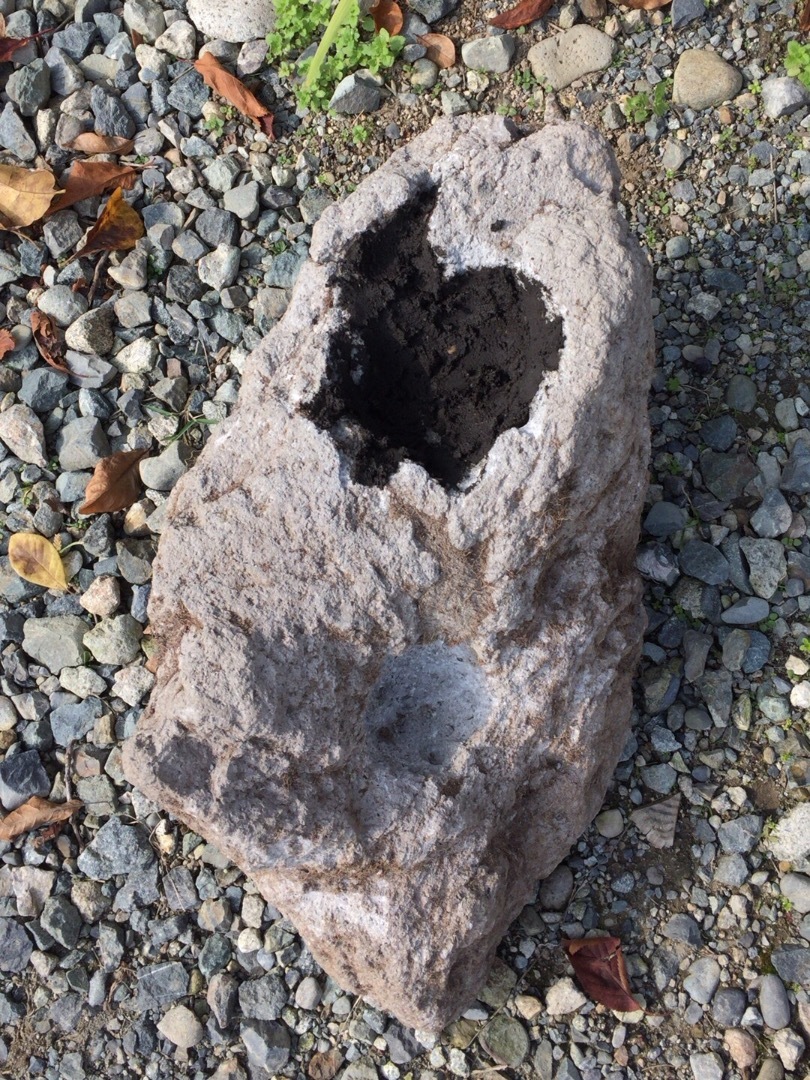 石付き盆栽？: 庭や日記「春夏秋そして雪」